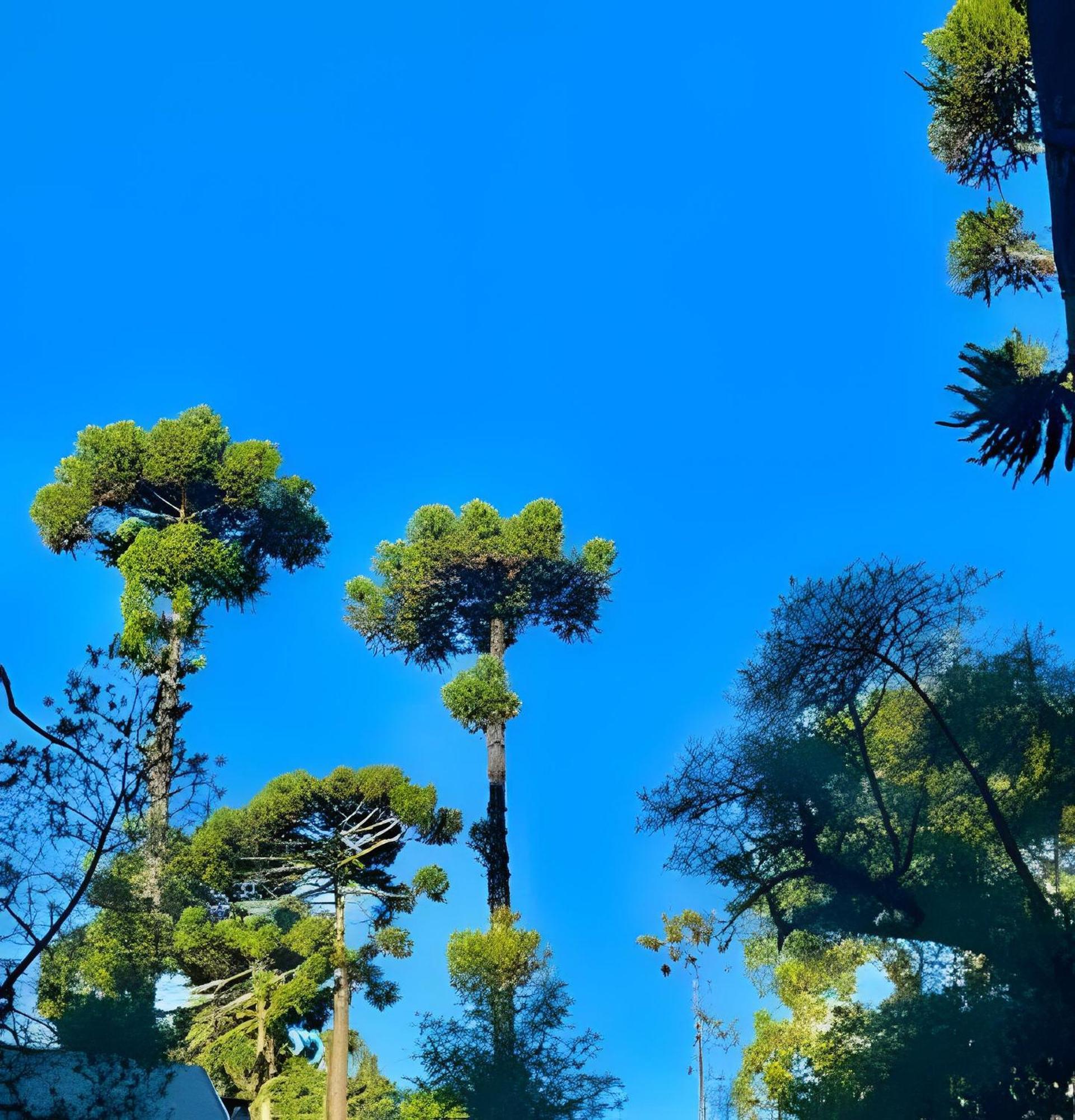 Cabana Suspensa Na Natureza - Regiao Turistica Campos do Jordão Buitenkant foto